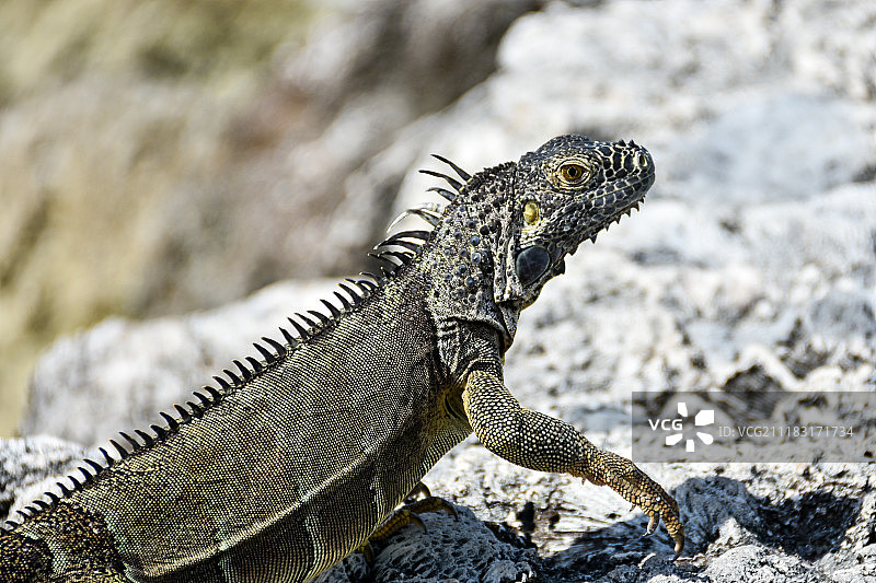 大开曼群岛的鬣蜥图片素材