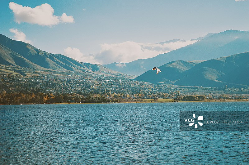 鸟儿在湖面上飞翔图片素材