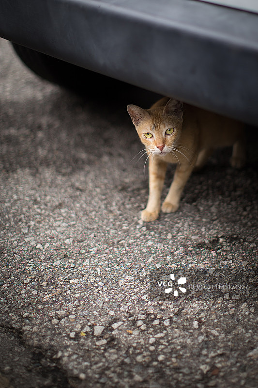 动物形象图片素材