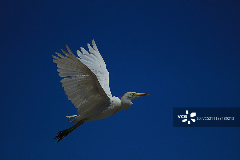 飞行中的牛背鹭图片素材