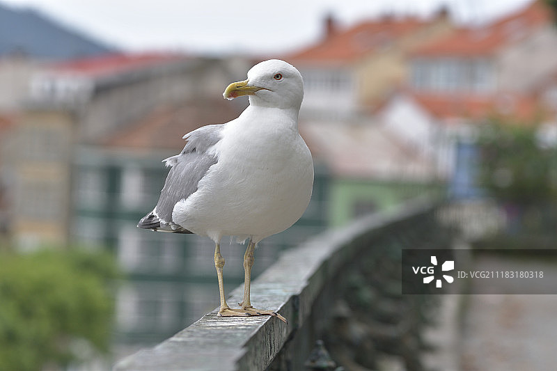 灰喉嘲鸫图片素材