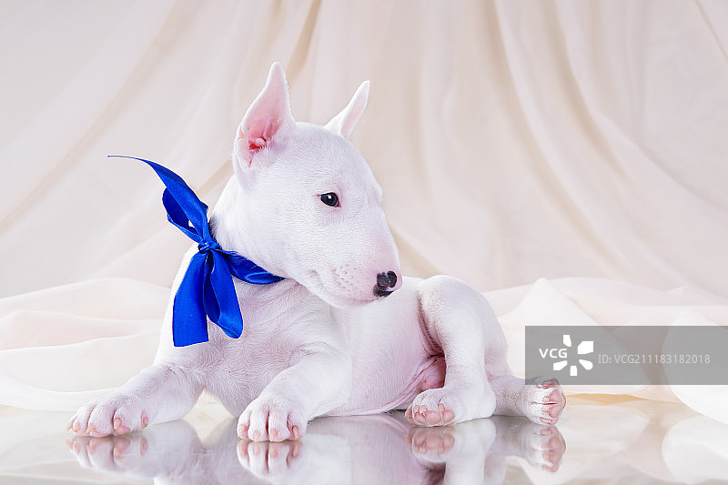 可爱的小牛头梗图片素材