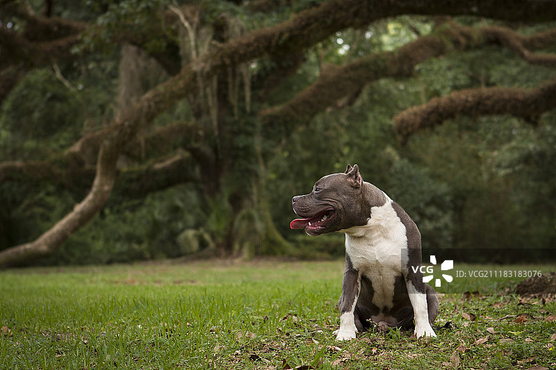 橡树下的陨石图片素材