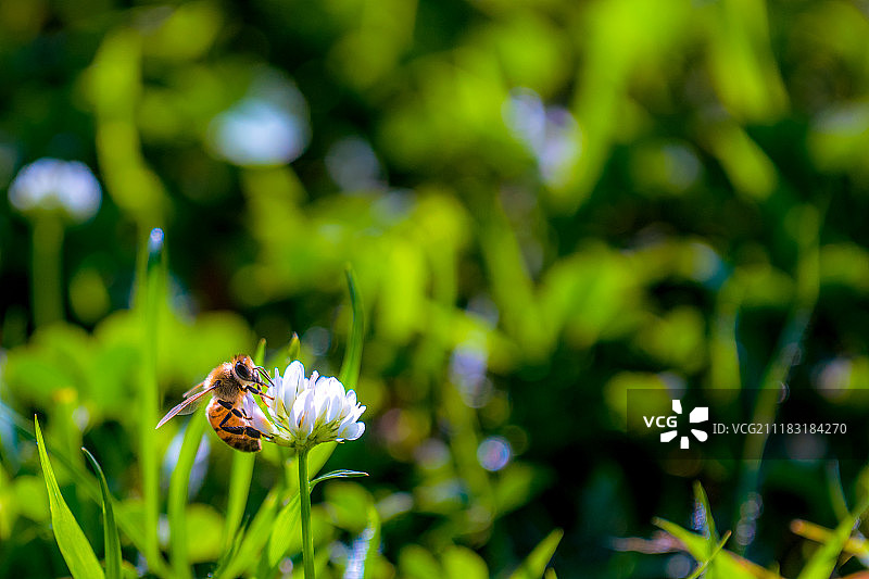 白三叶草图片素材