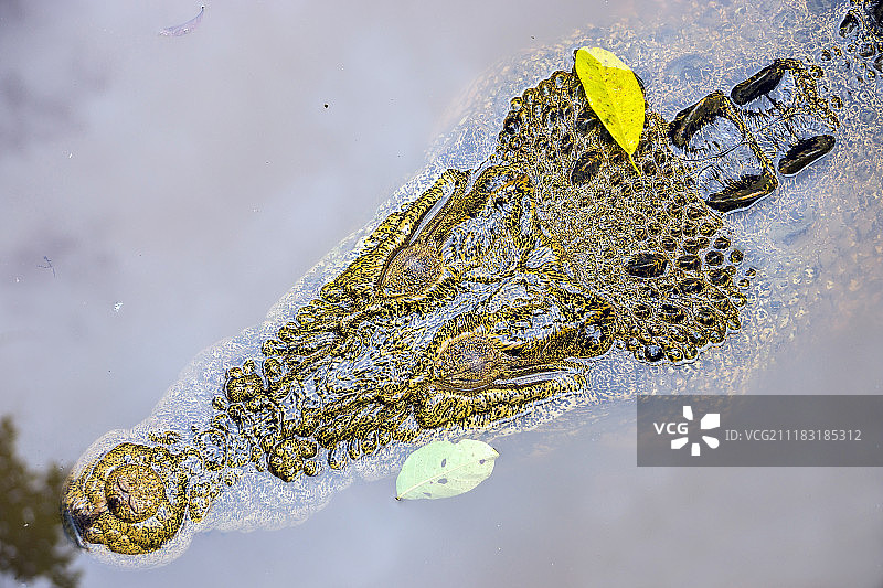 暹罗鳄头部图片素材