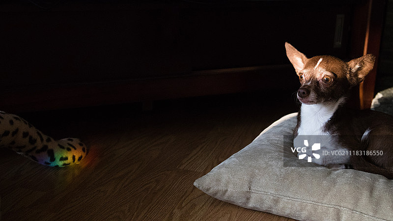 彩虹尾巴图片素材