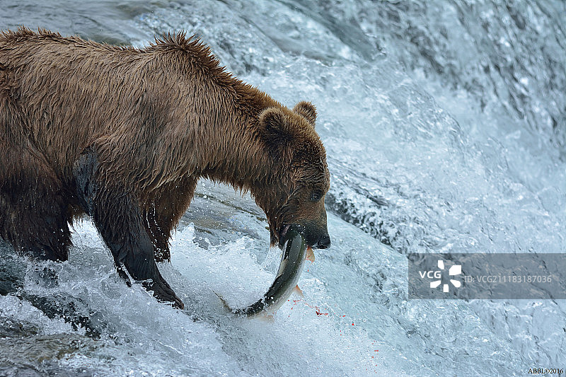 直接进入嘴里！图片素材