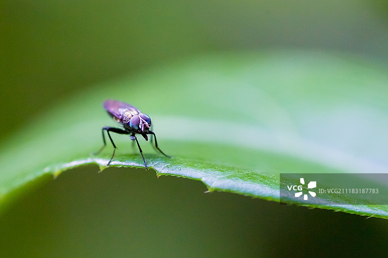 树叶上的苍蝇图片素材