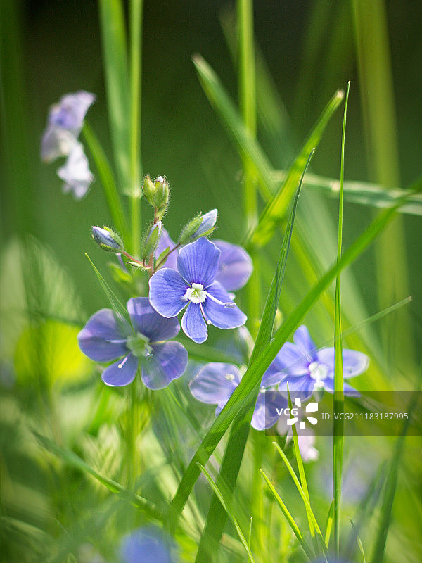 婆婆纳属植物图片素材