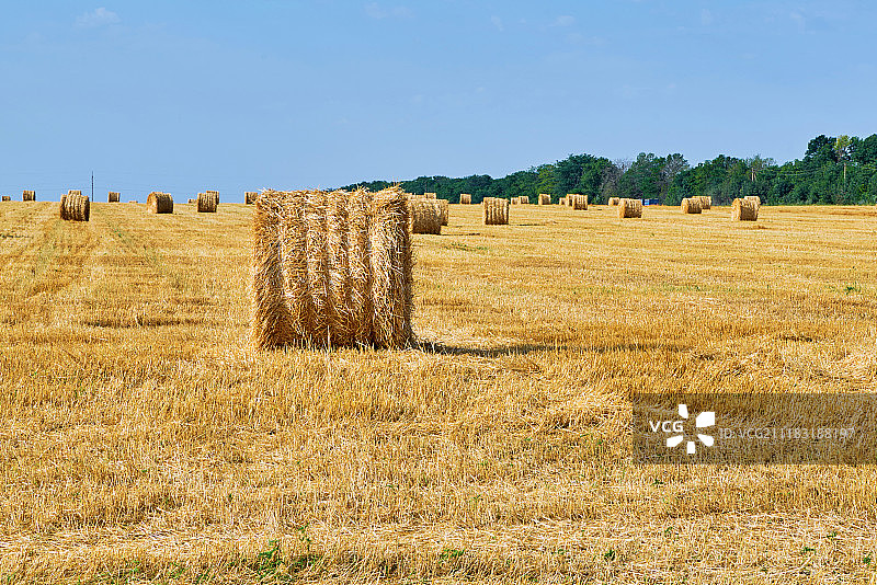 收割后的麦田图片素材