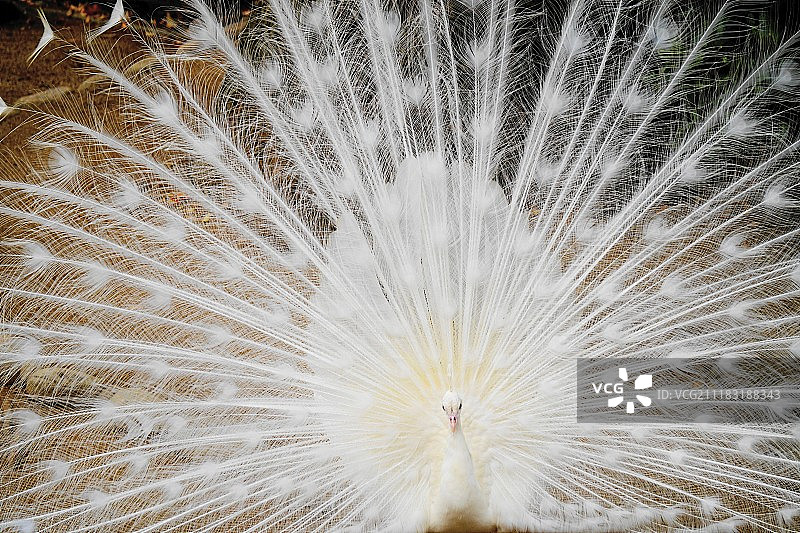 展开羽毛的白色孔雀视角图片素材