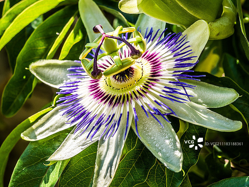 西番莲花图片素材