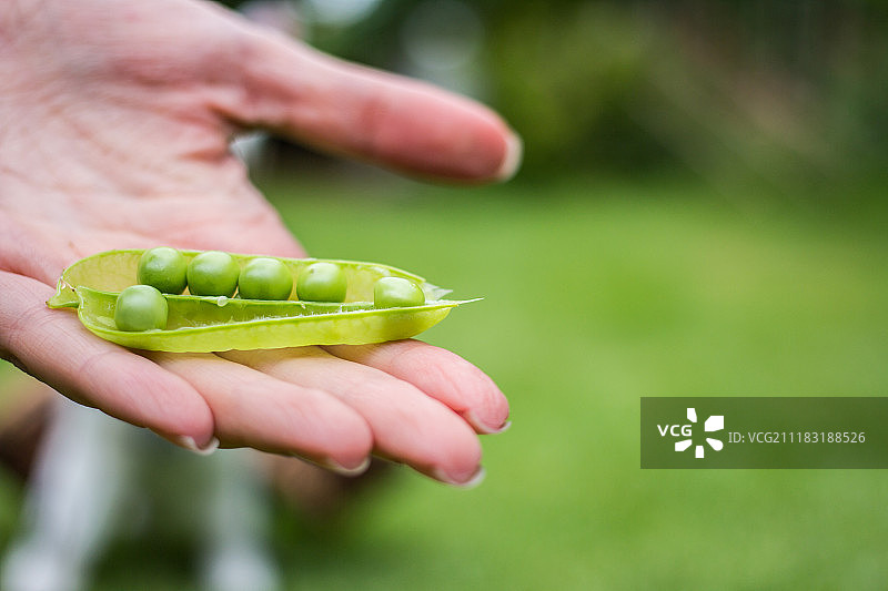 豌豆荚图片素材