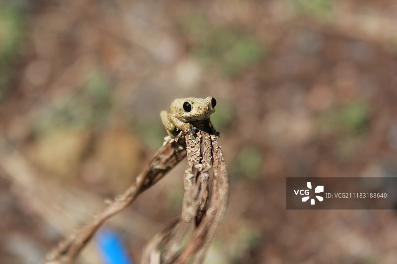 非洲蛙图片素材
