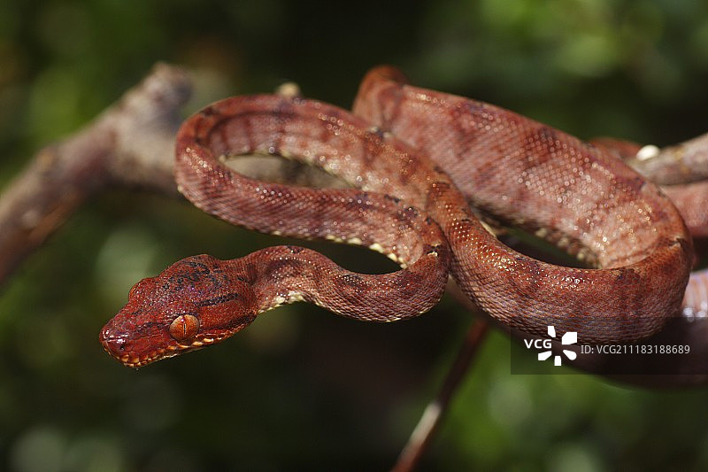 树蟒的身体图片素材