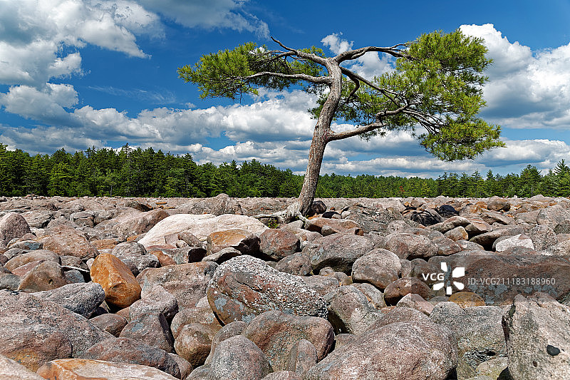 巨石和孤树图片素材