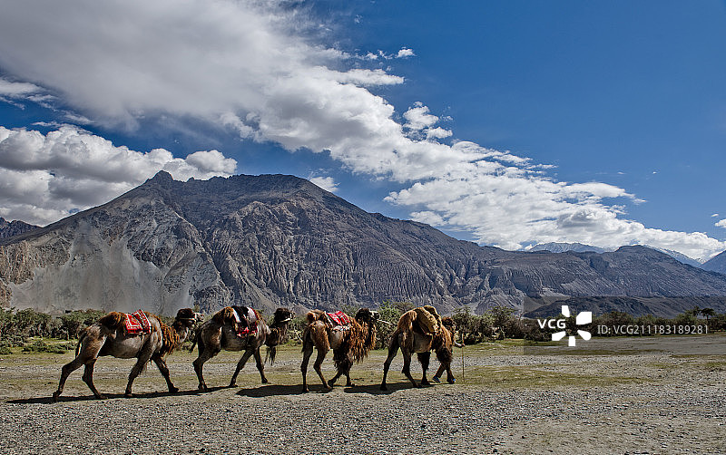 努布拉图片素材
