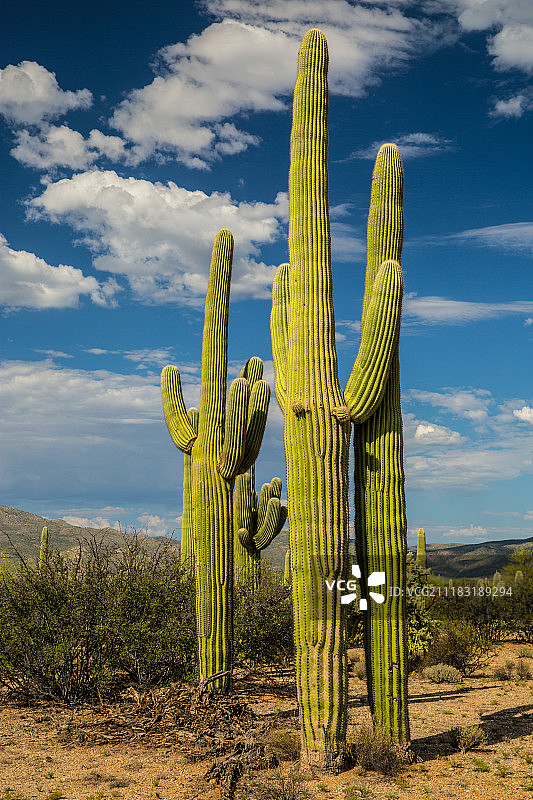 巨人柱图片素材
