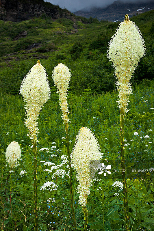 盛开的百合草图片素材