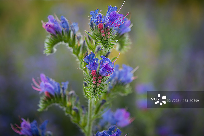 紫草叶图片素材