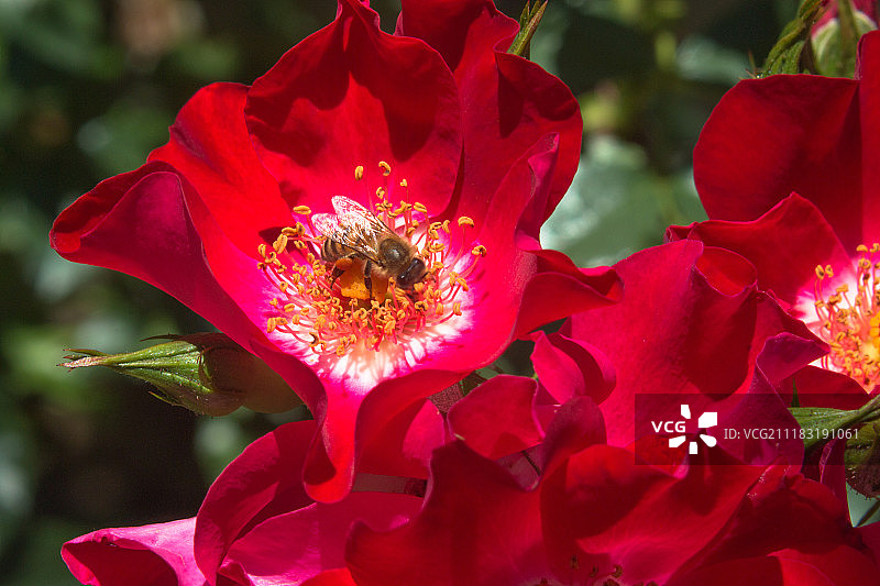 玫瑰上的蜜蜂图片素材