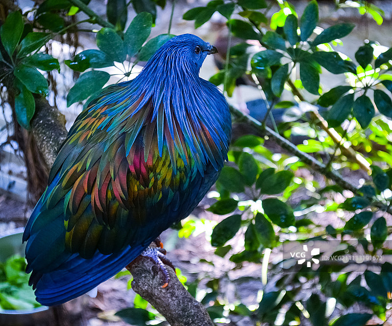 尼柯巴鸠站在树枝上的特写图片素材