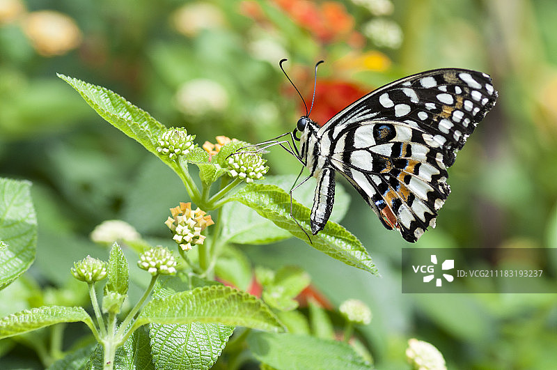 柑橘凤蝶图片素材