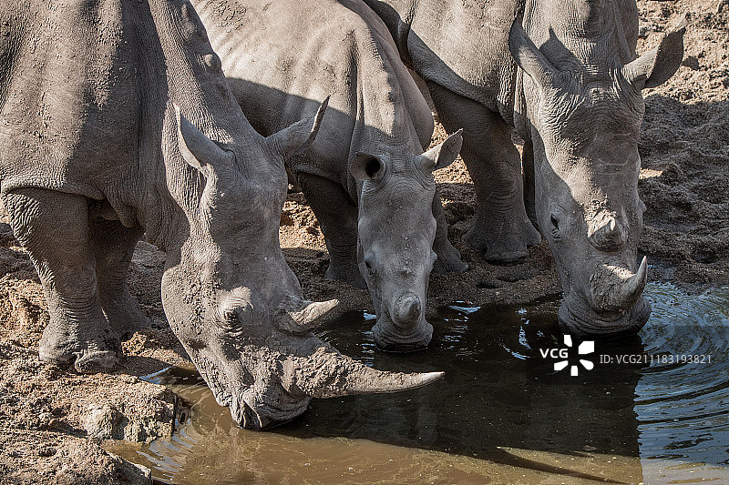 克鲁格国家公园中三只饮水的白犀牛图片素材