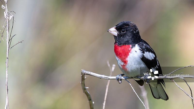 玫瑰胸灯蛾图片素材