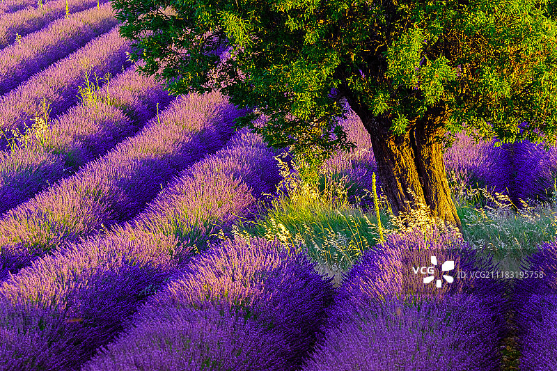 普罗旺斯日出时薰衣草田中的树木图片素材