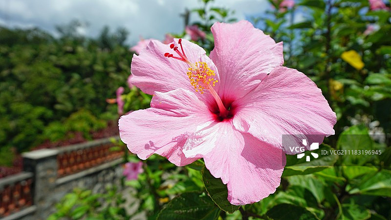 热带植物图片素材