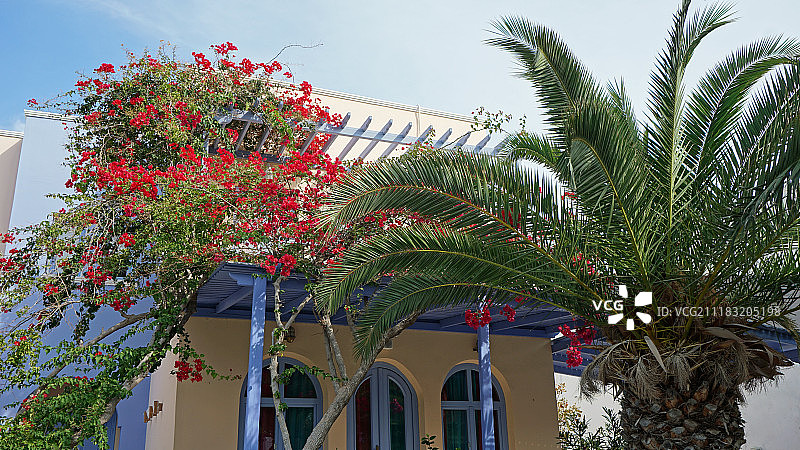 棕榈树和房屋外的鲜花图片素材