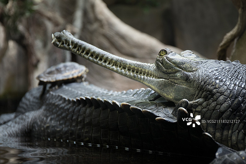 印度食鱼鳄图片素材
