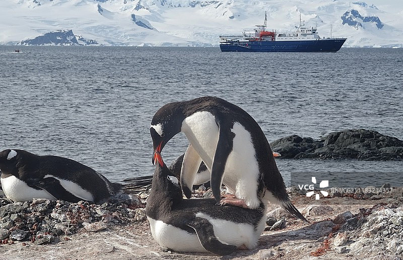 南极之恋图片素材
