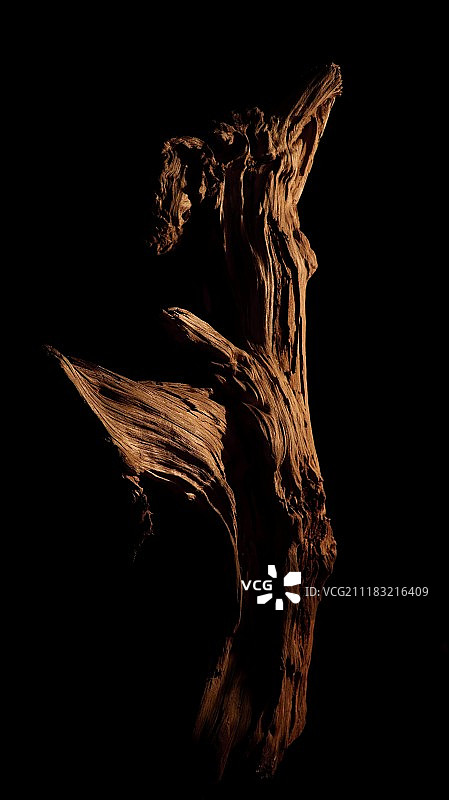 黑色背景上的枯树景色图片素材