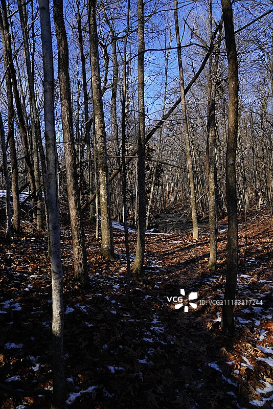霍布斯森林图片素材