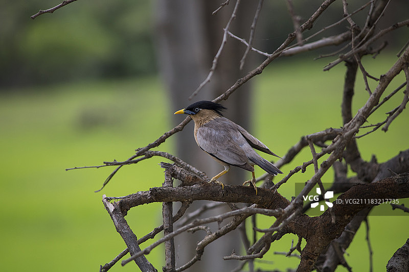 灰头椋鸟图片素材