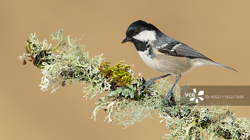 煤炭乳头图片素材