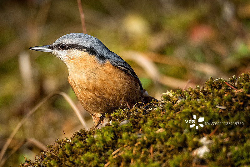 五子雀图片素材