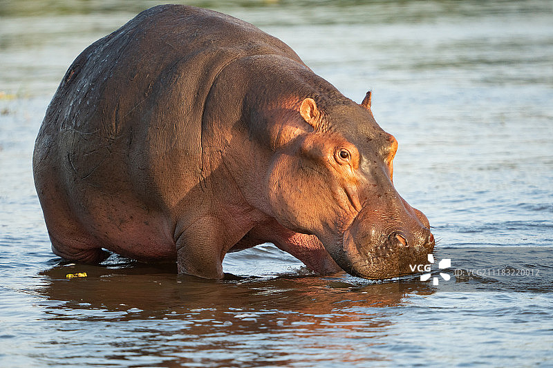 乌干达河马，2018年图片素材