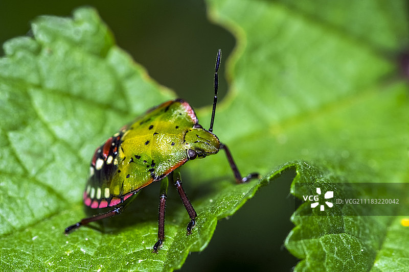 特写视图图片素材