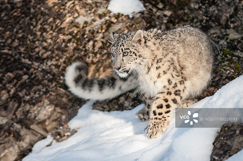 冬日雪豹图片素材