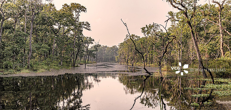 尼泊尔奇特旺国家公园湖中的树木倒影图片素材