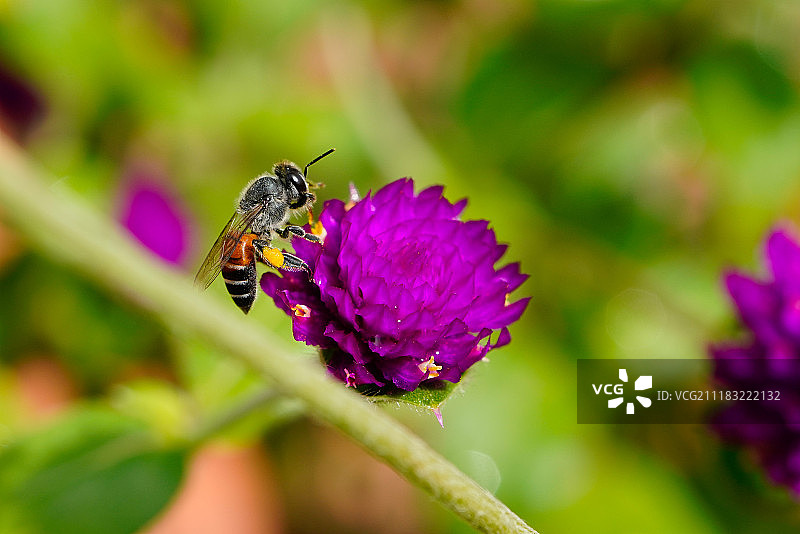 大花马齿苋花与蜜蜂图片素材