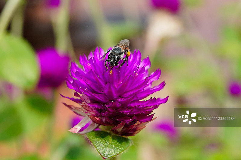 大花马齿苋花与蜜蜂图片素材