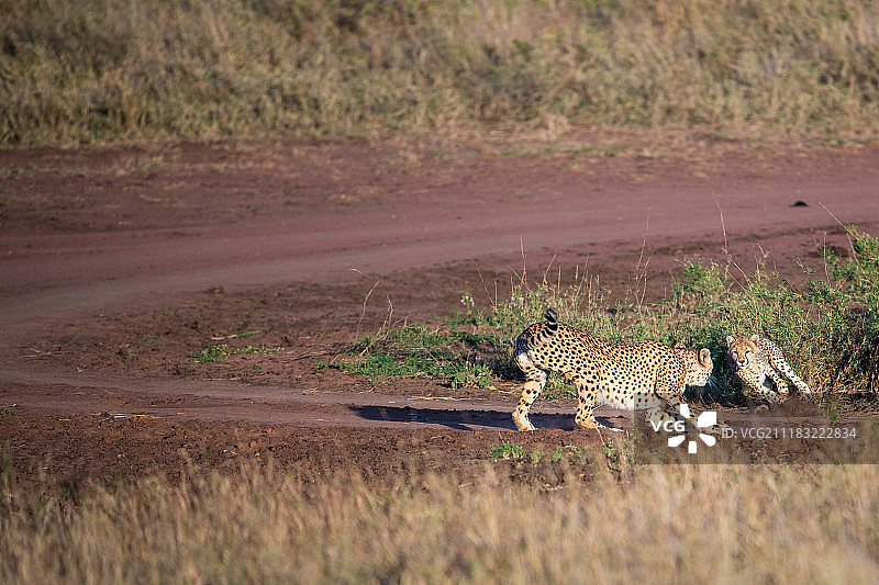 坦桑尼亚图片素材
