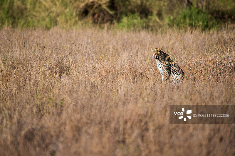 坦桑尼亚图片素材