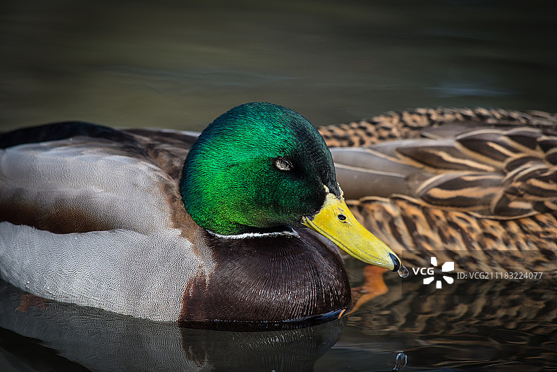 河中的绿头鸭图片素材