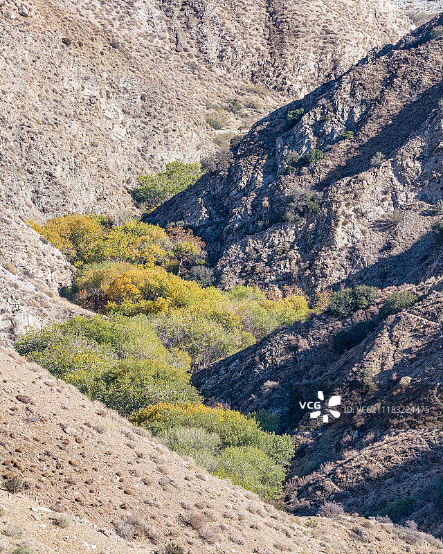 棉白杨树林图片素材