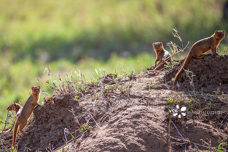坦桑尼亚Safari照片图片素材